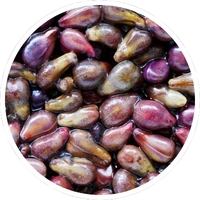 Grape Seed Extract